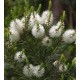 MediScent Eth. Tea Tree olie